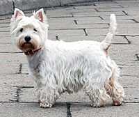 West Highland White Terrier Krakow.jpg