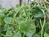 (Basella alba) Malabar spinach at Bandlaguda 01.JPG