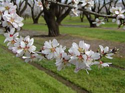 Almond blossoms branch.JPG