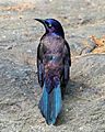 Common grackle iridescence in CP (43218)