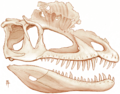 Dilophosaurus cranial reconstruction