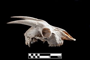 Goat skull (MAV FMVZ USP)