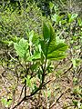 Hydrangea quericifolia2