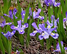 Iris lacustris fws