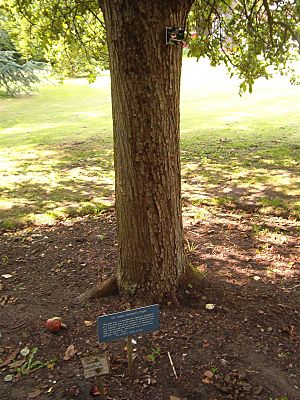 Newton's tree, Botanic Gardens, Cambridge