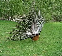 Paon de dos - peacock
