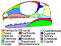 Petrolacosaurus skull diagram