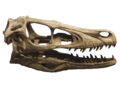 Velociraptor skull crâne 2