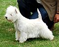 A white terrier photographed from the side, it has longer hair than normal which reaches down nearly as far as it's feet, the hair on its head is puffed up.