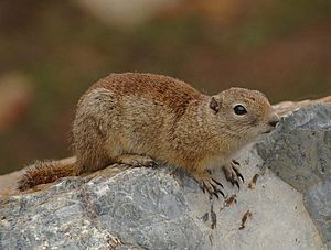 2009-Beldings-Ground-Squirrel