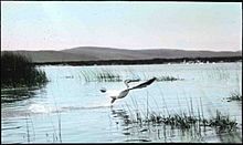 American White Pelican Malheur 1908
