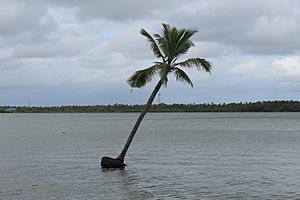 Coconut tree in the lake