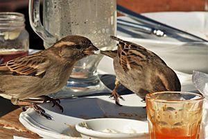 House Sparrows feeding on scraps