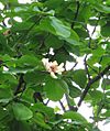 Magnolia hypoleuca 2