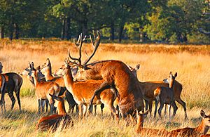 Mating Red Deer