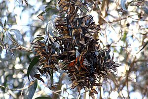 Monarch butterflies in Santa Cruz-11