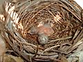 Newborn Northern Cardinal in its nest