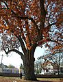 Oak Tree - Salem, NJ - November 2012