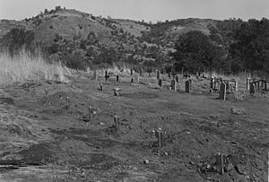 Photograph "Rancheria Table Mountain Pincushion Peak Cemetery," from report "History of Indians Buried in Friant Dam... - NARA - 296230 (cropped)