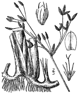 Schoenoplectus acutus var occidentalis BB-1913.png
