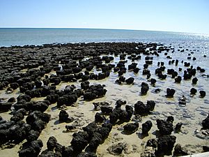 Stromatolites in Shark Bay