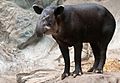 Tapirus bairdii -Franklin Park Zoo, Massachusetts, USA-8a