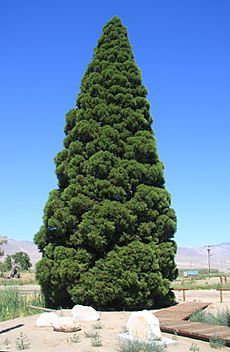 Young giant sequoia Sequoiadendron giganteum in Big Pine CA