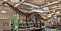 AMNH Apatosaurus