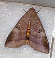 A Moth on marble floor