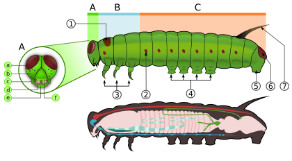 Caterpillar morphology diagram