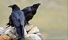 Corvus corax tibetanus.jpg