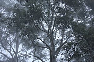 Gum Trees in the Sydney Winter Fog, New South Wales, Australia (3593082913)