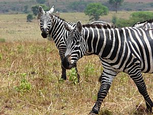 Maneless zebras at Kidepo Valley NP - Uganda