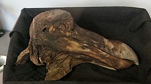 Oxford Dodo head