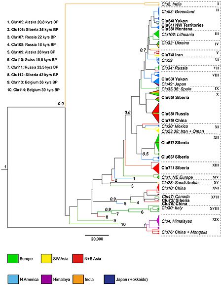 Phylogenetic tree for wolves