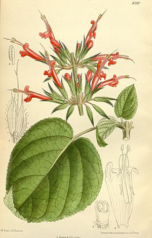 Salvia longistyla 140-8590.jpg