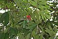 Sita-Ashok (Saraca asoca) leaves & flowers in Kolkata W IMG 2272