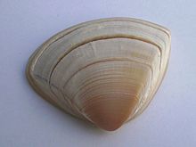 Spisula aequilatera (triangle shell)