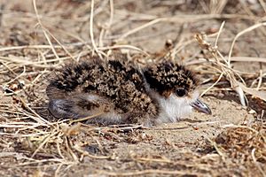 Spur-Winged-Plover-chick