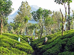 Tea plantation, Sri Lanka