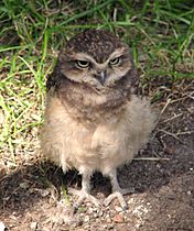 Athene-cunicularia-burrowing-owl-0b