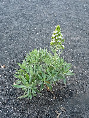 Fogo-Echium vulcanorum (1)