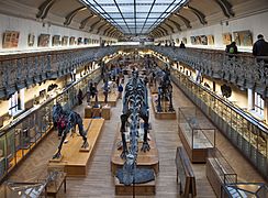 Galeries d'Anatomie comparée et de Paléontologie. Paris