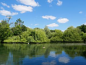 Lakes in Priory Gardens, Orpington (II)