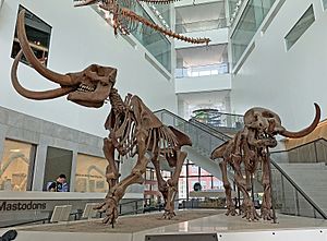 Male & female mastodons, front