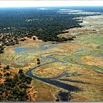 Aerial shot of a marshland containing savannah vegetation. A thick green forest runs through the background