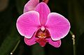 Orchid Phalaenopsis hybrid