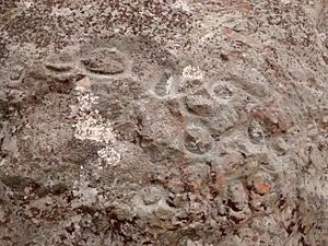 Pecked curvilinear nucleated petroglyphs on Ring Mountain