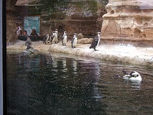 Sedgwick County Zoo Cessna Penguin Cove 2007