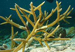 Staghorn-coral-1